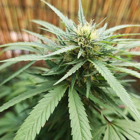 Gorilla Zkittlez growlog timeline photo