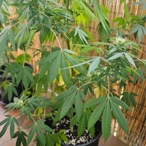 Gorilla Zkittlez growlog timeline photo