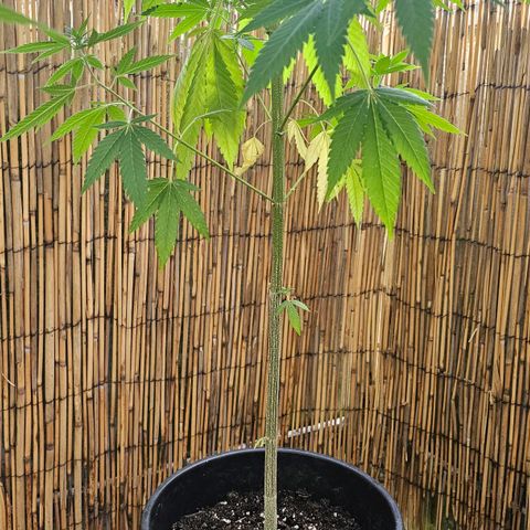 Cheese growlog timeline photo