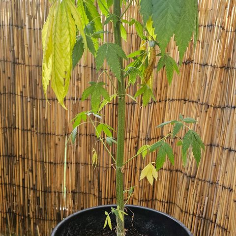 Eldorado OG growlog timeline photo