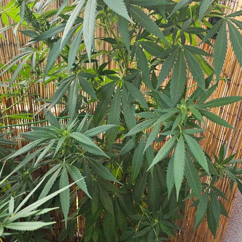 Eldorado OG growlog timeline photo