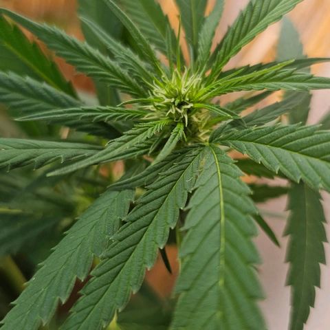 Eldorado OG growlog timeline photo