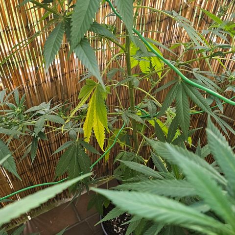 Cheese growlog timeline photo