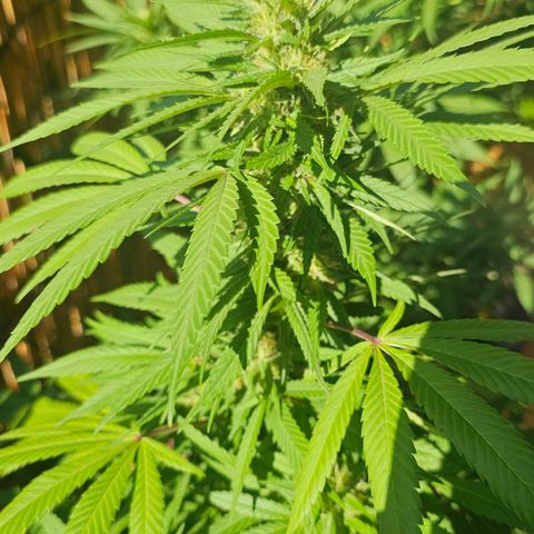 Gorilla Zkittlez growlog timeline photo