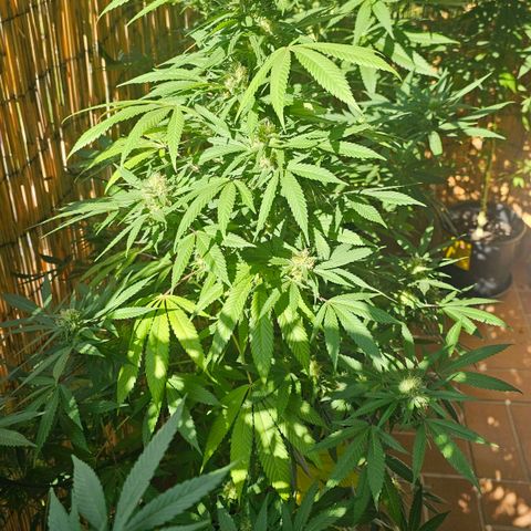 Gorilla Zkittlez growlog timeline photo