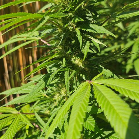 Gorilla Zkittlez growlog timeline photo