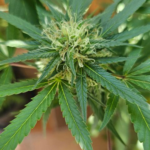Gorilla Zkittlez growlog timeline photo