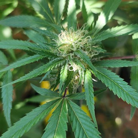 Gorilla Zkittlez growlog timeline photo
