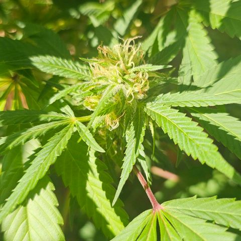 Gorilla Zkittlez growlog timeline photo