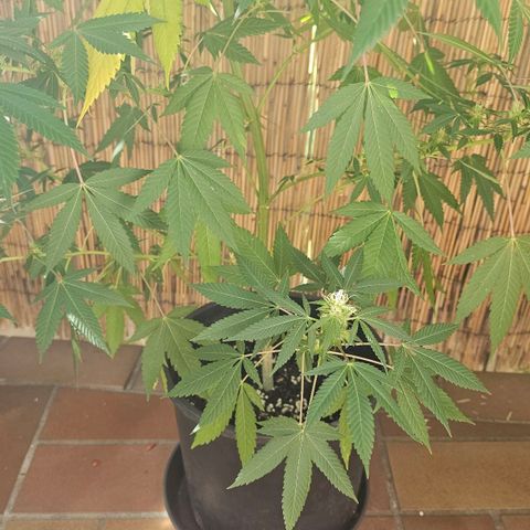 Gorilla Zkittlez growlog timeline photo