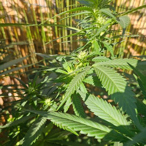 Cheese growlog timeline photo