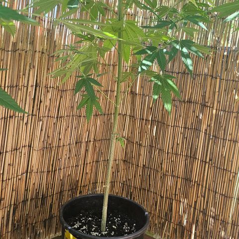 Cheese growlog timeline photo