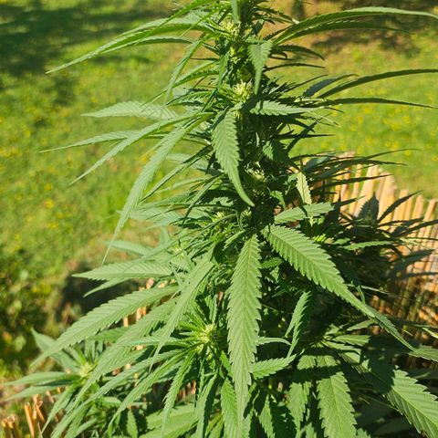 Cheese growlog timeline photo