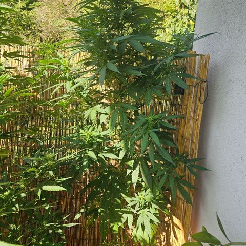 Eldorado OG growlog timeline photo
