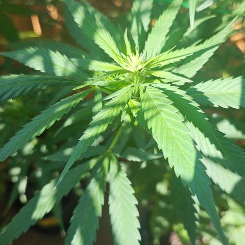 Eldorado OG growlog timeline photo