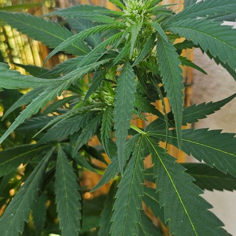 Eldorado OG growlog timeline photo