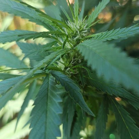 Eldorado OG growlog timeline photo