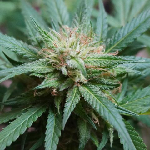 Gorilla Zkittlez growlog timeline photo