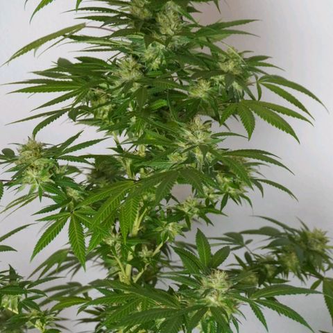 Gorilla Zkittlez growlog timeline photo