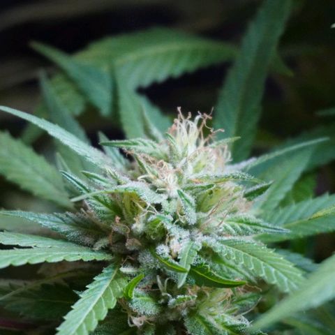 Gorilla Zkittlez growlog timeline photo