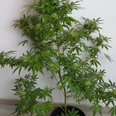 Gorilla Zkittlez growlog timeline photo