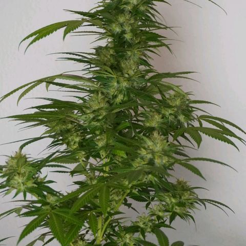 Gorilla Zkittlez growlog timeline photo