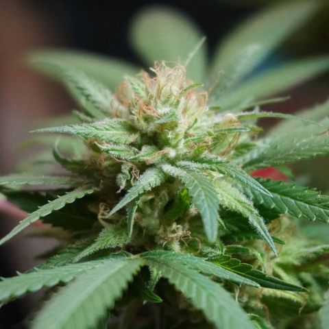 Gorilla Zkittlez growlog timeline photo
