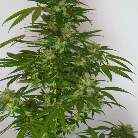 Gorilla Zkittlez growlog timeline photo