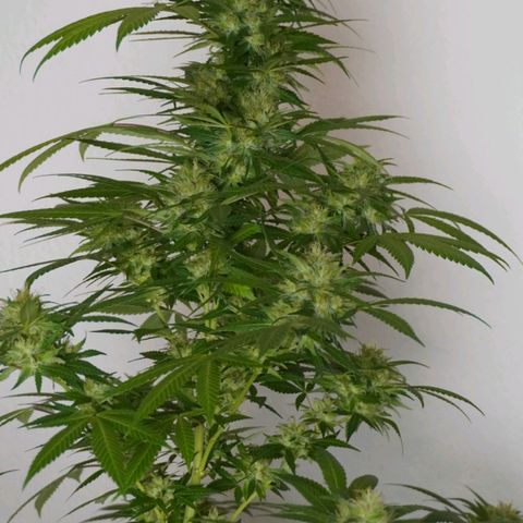 Gorilla Zkittlez growlog timeline photo