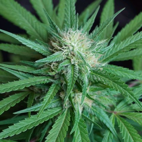 Gorilla Zkittlez growlog timeline photo
