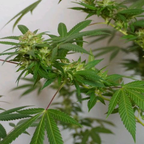 Gorilla Zkittlez growlog timeline photo