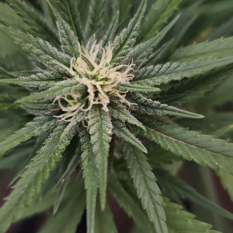 Cheese growlog timeline photo