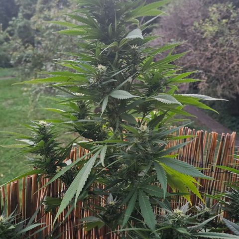 Cheese growlog timeline photo