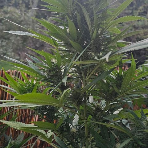 Cheese growlog timeline photo