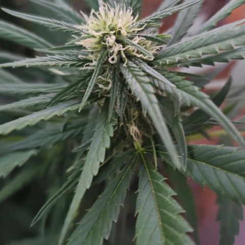 Eldorado OG growlog timeline photo