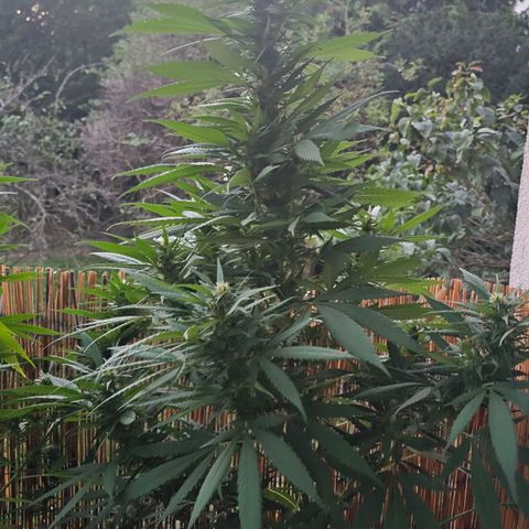Eldorado OG growlog timeline photo