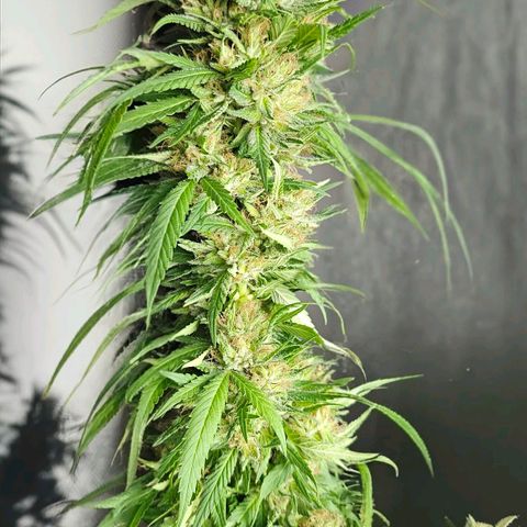 Gorilla Zkittlez growlog timeline photo
