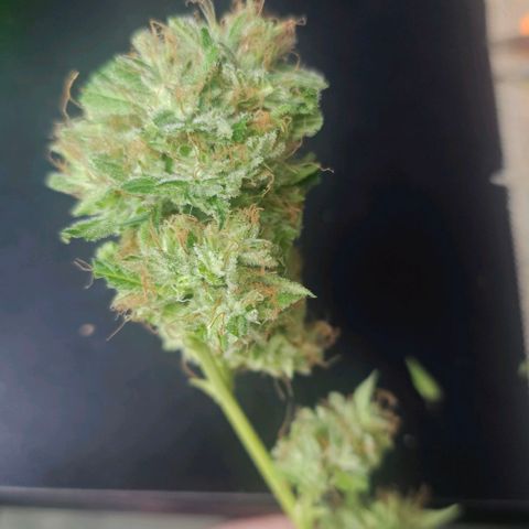 Gorilla Zkittlez growlog timeline photo