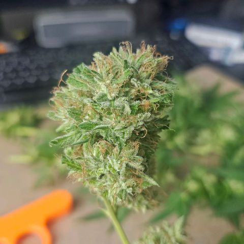 Gorilla Zkittlez growlog timeline photo