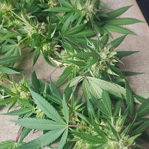 Gorilla Zkittlez growlog timeline photo