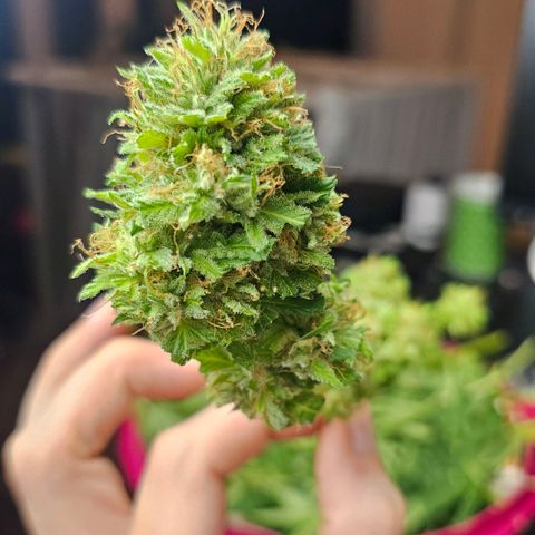 Gorilla Zkittlez growlog timeline photo