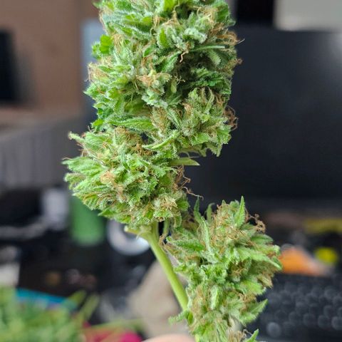 Gorilla Zkittlez growlog timeline photo