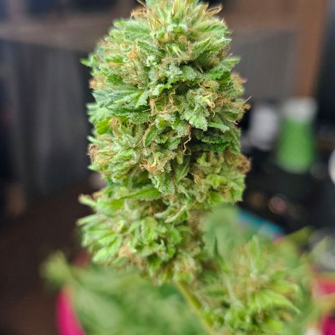 Gorilla Zkittlez growlog timeline photo
