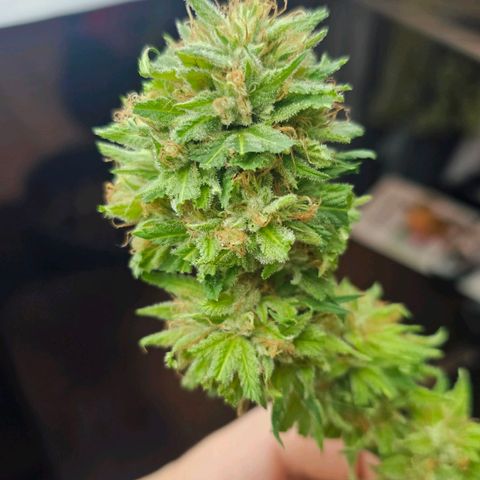 Gorilla Zkittlez growlog timeline photo