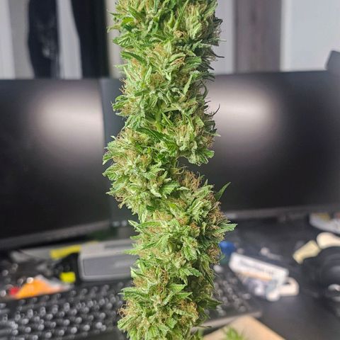 Gorilla Zkittlez growlog timeline photo