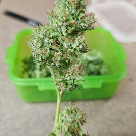 Gorilla Zkittlez growlog timeline photo