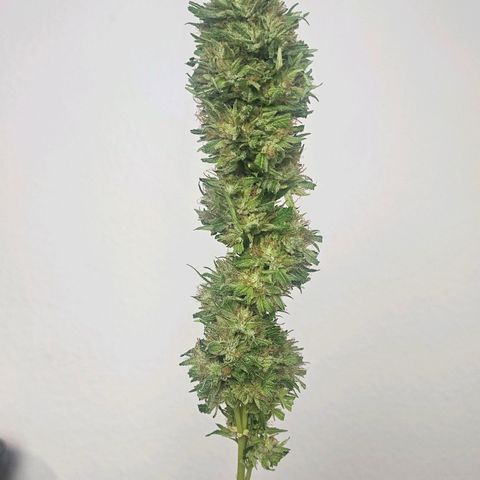 Gorilla Zkittlez growlog timeline photo