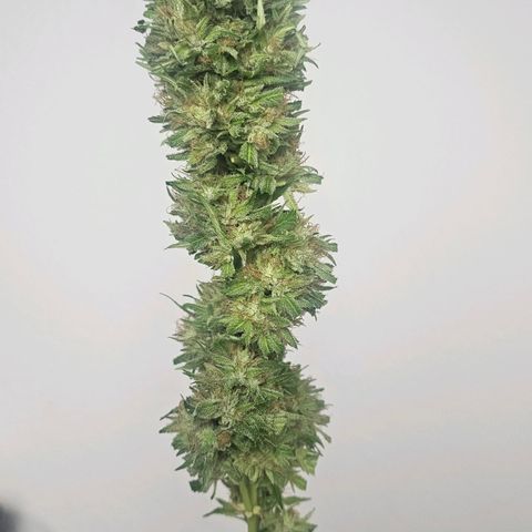 Gorilla Zkittlez growlog timeline photo