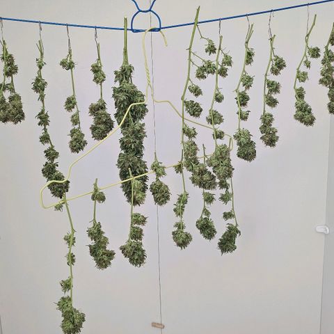 Gorilla Zkittlez growlog timeline photo