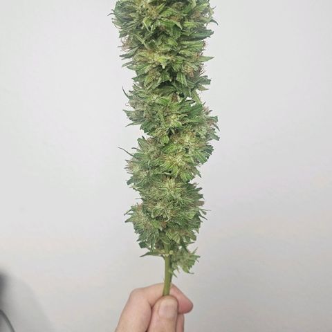 Gorilla Zkittlez growlog timeline photo